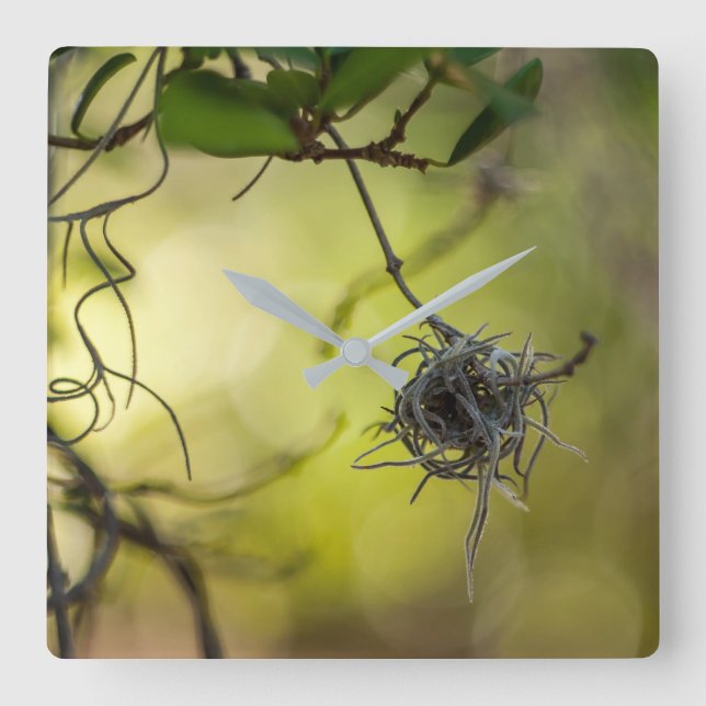 Relógio Quadrado Strange Plant (Frente)