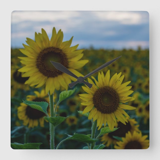 Relógio Quadrado Sunflower Duo Close Up (Frente)