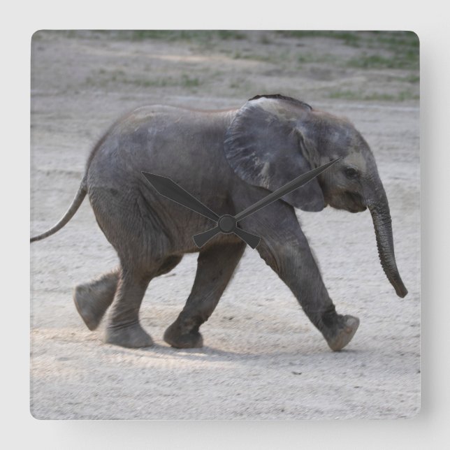 Relógio Quadrado Sweet Baby Elephant Kibali (Frente)