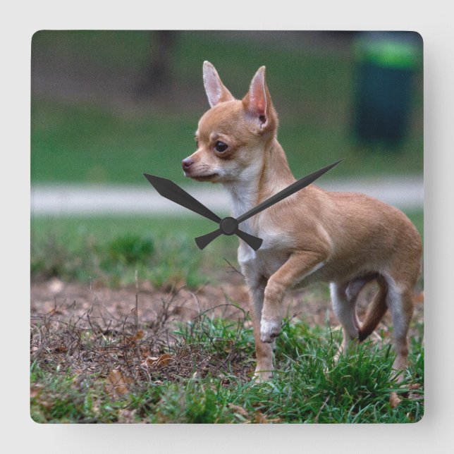 Relógio Quadrado Sweet Chihuahua Puppy Gundog Wannabe (Frente)
