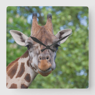 Relógio Quadrado Sweet Curios Giraffe