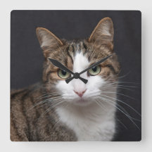 Tabby Cat com olhos verdes contra fundo preto