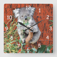 Tempo do petisco do Koala