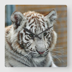 Relógio Quadrado Tigre20151001