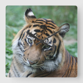 Relógio Quadrado Tigre 013