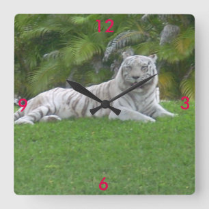 Relógio Quadrado Tigre Branco Descansando em Prado Verde Ensolarado