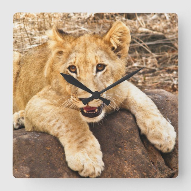 Relógio Quadrado Tigre Cub Leva O Breather Em Uma Pedra (Frente)