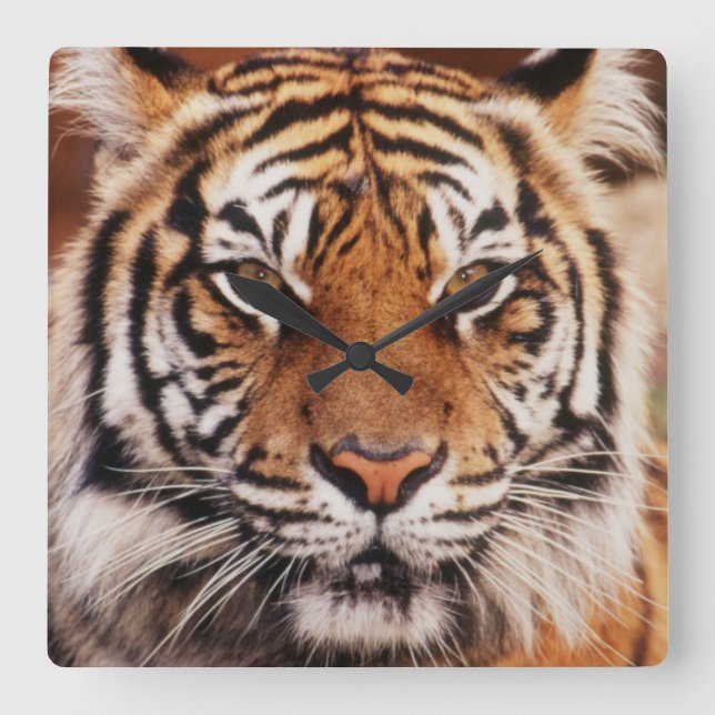 Relógio Quadrado Tigre-de-sumatra (Frente)