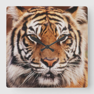 Relógio Quadrado Tigre-de-sumatra