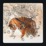 Relógio Quadrado Tigres de inverno<br><div class="desc">Mamãe e Baby Tigers em uma Floresta de Inverno É hora de mostrar sua arte favorita, fotos e texto com um relógio personalizado na parede do Zazzle. Disponíveis em dois tamanhos, este relógio de parede é impresso com cores vibrantes através do processo de impressão AcryliPrint®HD para garantir a qualidade de...</div>