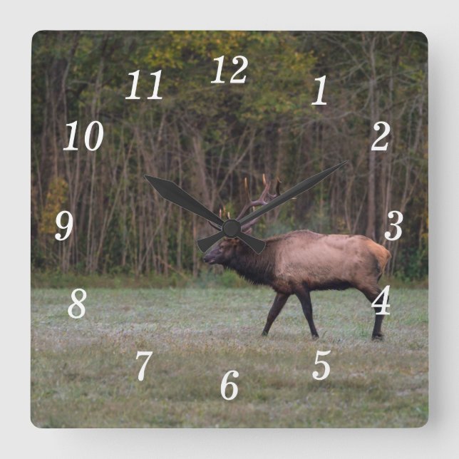 Relógio Quadrado Touro Elk Morning Walk Wall Clock (Frente)