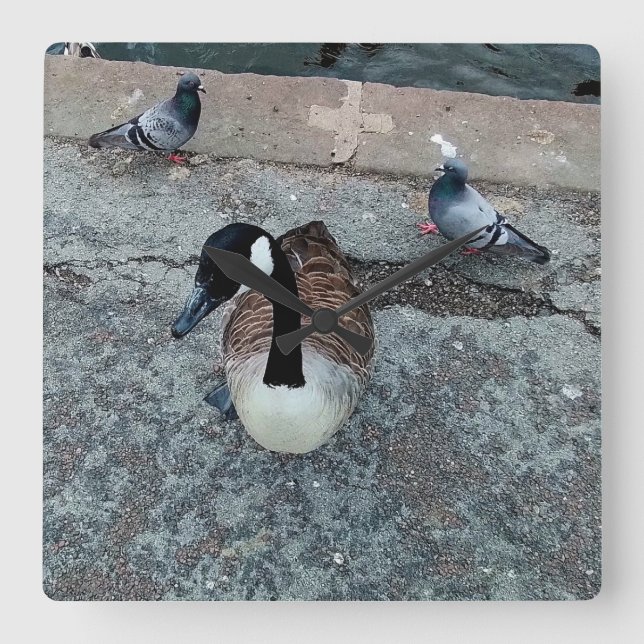 Relógio Quadrado Três aves, no lado da água (Frente)