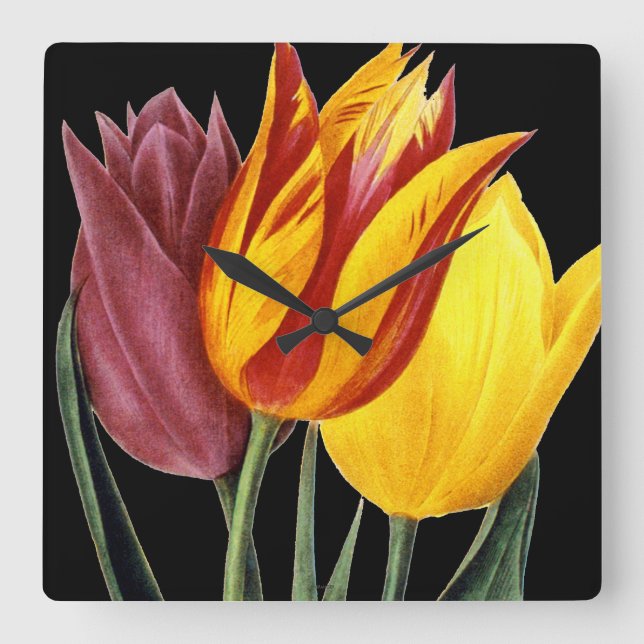 Relógio Quadrado Tulipa (Tulipa Gesneriana) (Frente)