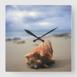 Relógio Quadrado Um Conch Shell no St. Croix da praia , Usvi