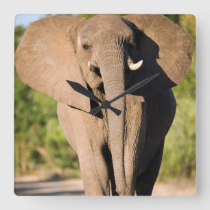 Relógio Quadrado Um Elefante Africano (Loxodonta Africana) Anda