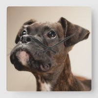 Um filhote de cachorro rajado do pugilista que