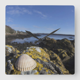 Relógio Quadrado Um Seashell senta-se em uma rocha Dumfries,