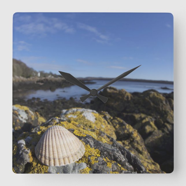 Relógio Quadrado Um Seashell senta-se em uma rocha | Dumfries, (Frente)