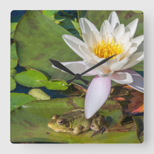 Relógio Quadrado Uma rã sob uma flor de nenúfar