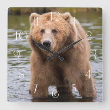 Urso castanho-branco-gordo