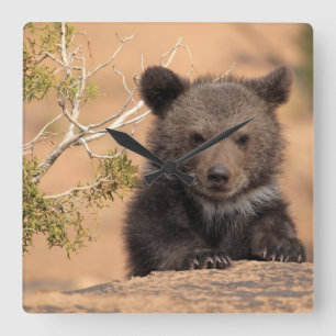 Relógio Quadrado Urso Cub do urso