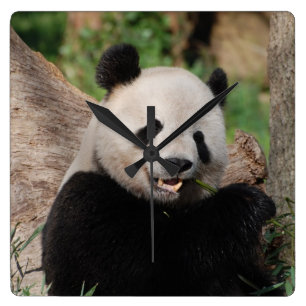 Relógio Quadrado Urso de panda de sorriso