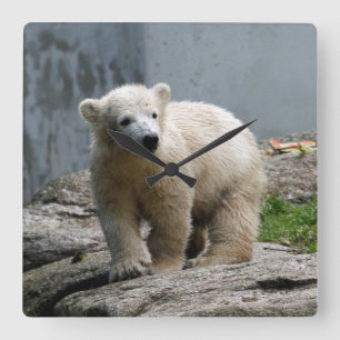 Relógio Quadrado Urso Polar 010