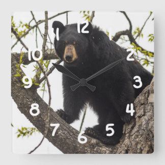 Relógio Quadrado Urso preto de escalada