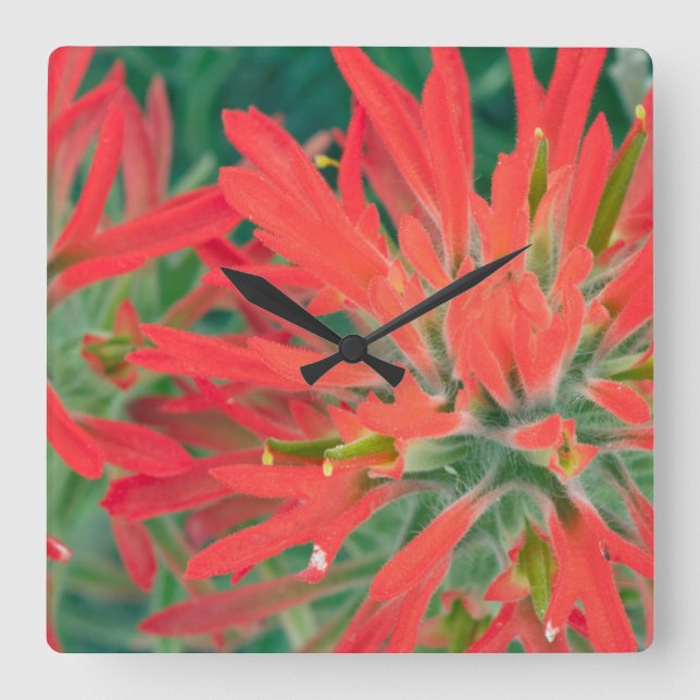 Relógio Quadrado USA, Wyoming, Close-up of Desert Paintbrush (Frente)