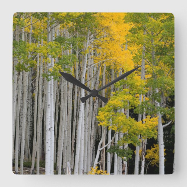 Relógio Quadrado Utah. EUA. Árvores Aspen (Populus Tremuloides) (Frente)
