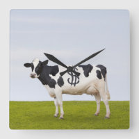 Vaca de Holstein Dairy com manchas na forma de