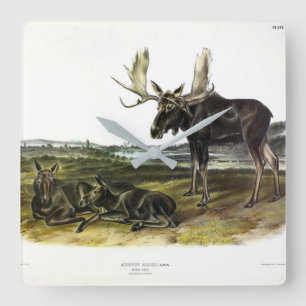 Relógio Quadrado veado-alce (alces-alces-alces) de Audubon