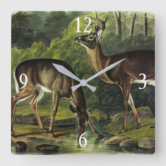 Relógio Quadrado Veado comum (branco) - Quadrupedes de Audubon (Frente)