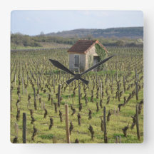 Vineyard na França de Burgundy