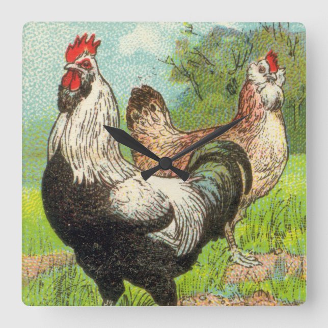 Relógio Quadrado Vintage Faverolles Chicken (Frente)