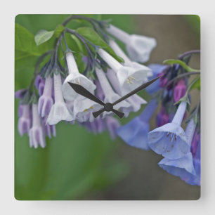 Relógio Quadrado Virgínia Bluebells - Flores selvagens