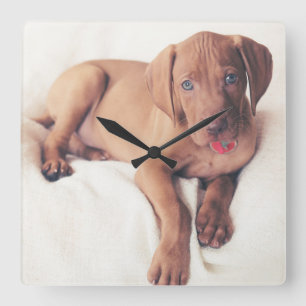 Relógio Quadrado Vizsla Puppy húngaro