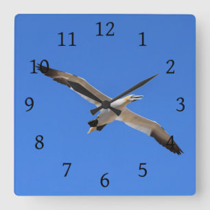 Relógio Quadrado Voando Gannet - Céu Azul