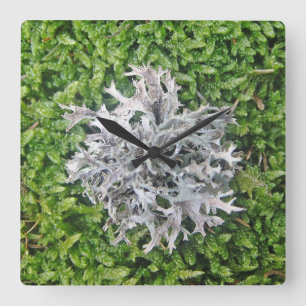 Relógio Quadrado Wanduhr helle Flechte auf grünem Moos