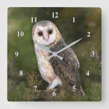 Western Barn Owl - Imigração de Pintura de Cores d