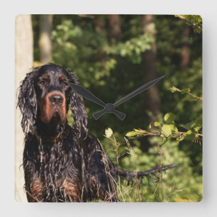 Relógio Quadrado Wet Gordon Setter Square Wall Clock