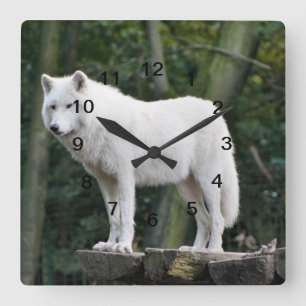 Relógio Quadrado Wild White Wolf