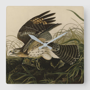 Relógio Quadrado Winter Hawk, Pássaros da América de John James Aud