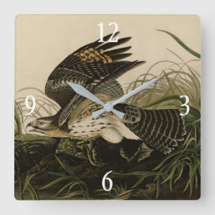 Relógio Quadrado Winter Hawk, Pássaros da América de John James Aud