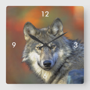 Relógio Quadrado Wolf_2015_0302