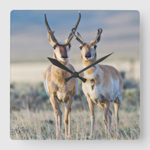 Relógio Quadrado Wyoming, Condado de Sublette, cervos Pronghorn