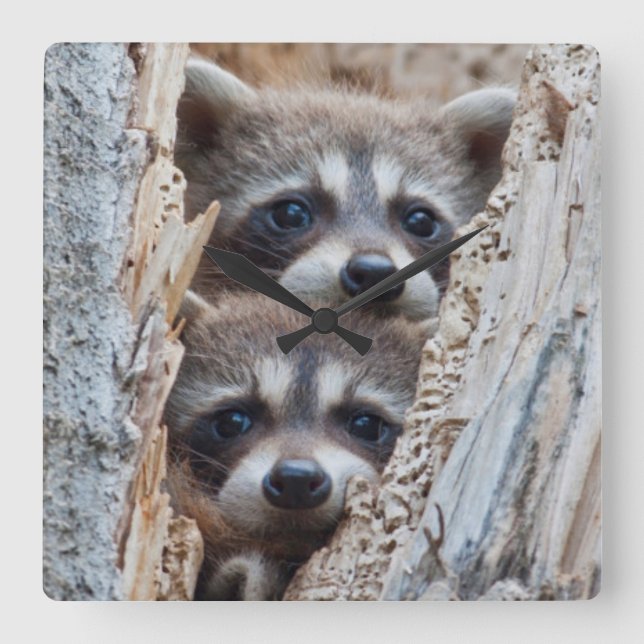 Relógio Quadrado Wyoming, Lincoln County, Raccoon (Frente)