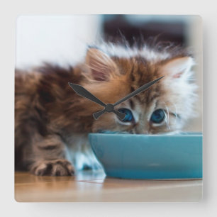 Relógio Quadrado Young Persian Kitten