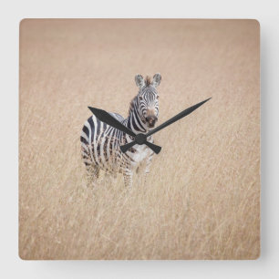 Relógio Quadrado Zebra na grama alta