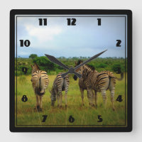 Zebras africanas em um ajuste natural